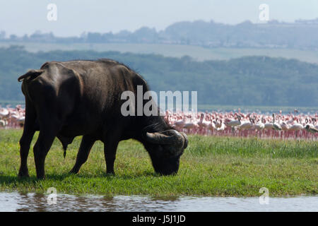 African Water Buffalo Lake Nakuru National Park Kenya Also known as Cape Buffalo (Syncerus caffer) Stock Photo