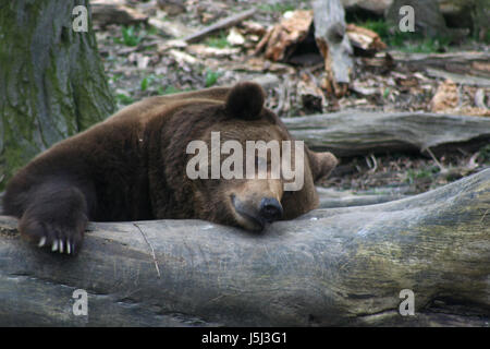 bear brown brownish brunette trunk predator tired wild animal depend sleepy Stock Photo