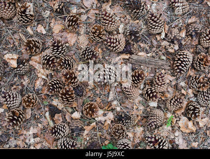 Old Fallen pine cones on a woodland floor. UK Stock Photo