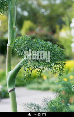 Ferula communis. Giant fennel Stock Photo
