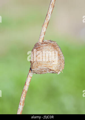 A Chinese Mantis (Tenodera sinensis sinensis) ootheca (egg mass) attached to a plant stem. Stock Photo