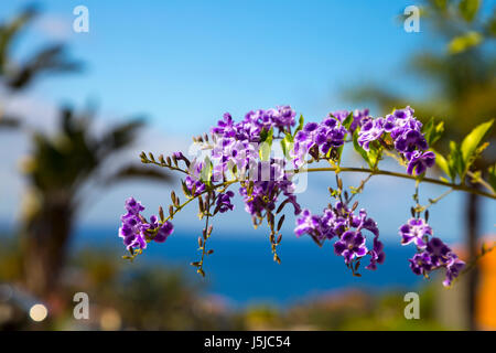 Small purple and white Golden dewdrop (Duranta erecta) flowers against the backdrop of ocean and palm trees, Tenerife, Spain Stock Photo