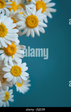 Frame of chamomiles, branches, leaves on blue background. Flat lay, top view Stock Photo