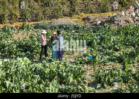 Farmers on their cabbage lot in Arequipa, Peru Stock Photo