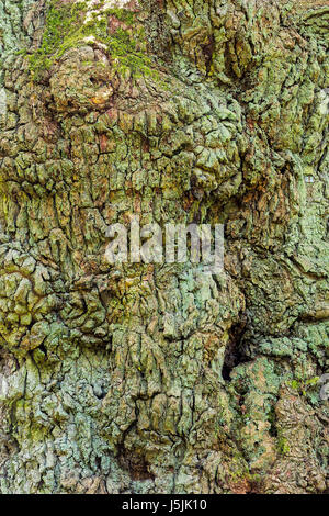 Close-up of an old oak tree trunk with lumpy, heavily textured bark that is covered with green moss or mould. Stock Photo