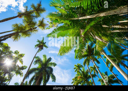 Tall royal palm trees share the bright blue tropical sky with shorter palm fronds in Rio de Janeiro, Brazil Stock Photo
