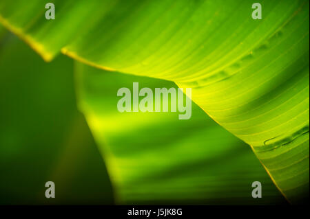 Shadow patterns in the tropical sunlight falling on the curving green leaf of a banana palm with natural texture in a close-up abstract background Stock Photo