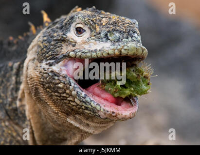 The land iguana eats a cactus. The Galapagos Islands. Pacific Ocean. Ecuador. Stock Photo