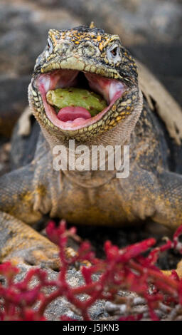 The land iguana eats a cactus. The Galapagos Islands. Pacific Ocean. Ecuador. Stock Photo