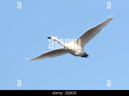 Eurasian Whooper Swan (Cygnus Cygnus) in fast flight against a blue sky.