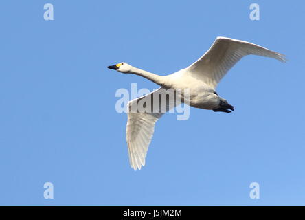 Eurasian Whooper Swan (Cygnus Cygnus) in fast flight against a blue sky.