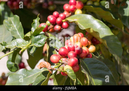 Coffee beans growing on a bush in Chiang Rai province, Thailand Stock Photo