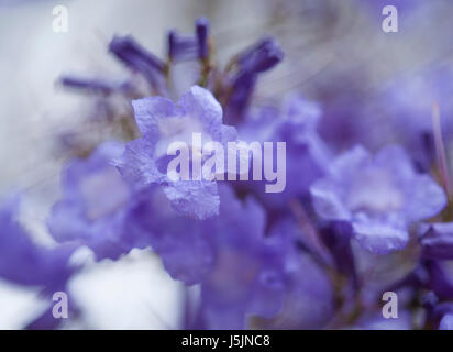 flowering blue jacaranda natural floral bacground Stock Photo