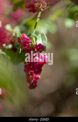 flora of Gran Canaria - Bosea yervamora berries background Stock Photo