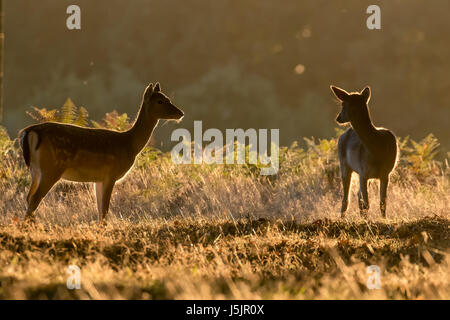 Two female Fallow deer (Dama dama) back lit or rim lit at sunrise Stock Photo