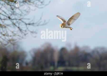 Single Barn Owl (Tyto alba) hunting hovering over  meadow Stock Photo