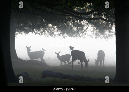 Silhouette of Red Deer (Cervus elaphus)  hinds or females grazing feeding or browsing in woods woodland with Jackdaw corvid birds grooming them Stock Photo