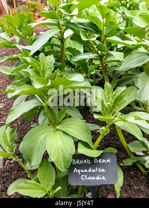 Broad Bean  'AQUADULCE CLAUDIA' Overwintered at springtime with slate name identification plaque in allotment garden Stock Photo