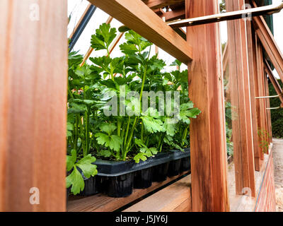 Celery Octavius growing in new Spring season potting shed Stock Photo