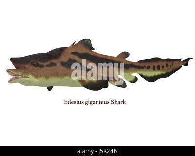 Edestus shark lived in seas of the Carboniferous Period in North America, England and Russia. Stock Photo