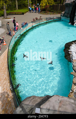 The Humboldt penguin (Spheniscus humboldti) (also termed Chilean penguin, Peruvian penguin, or patranca) in Krakow Zoo Park, Poland Stock Photo