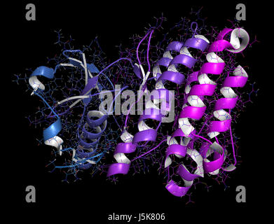 Anaplastic lymphoma kinase (ALK, tyrosine kinase domain) protein. Shown in complex with the inhibitor crizotinib. 3D rendering. Stock Photo