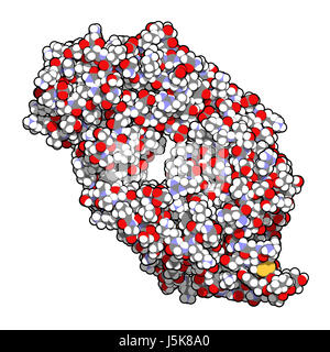 B-lymphocyte antigen CD20 epitope peptide fragment, bound to rituximab (Fab fragment). Indications for rituximab include leukemia and lymphoma. Stock Photo