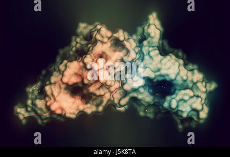 Carcinoembryonic antigen (CEA, CEACAM5, N-terminal domain). Used as tumor biomarker in some forms of cancer. 3D rendering. Stock Photo