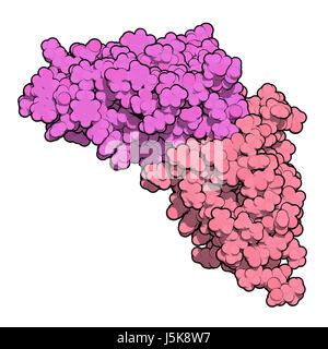 Carcinoembryonic antigen (CEA, CEACAM5, N-terminal domain). Used as tumor biomarker in some forms of cancer. 3D rendering. Stock Photo