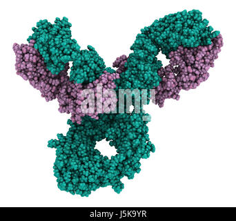 Pembrolizumab monoclonal antibody drug protein. Immune checkpoint ...