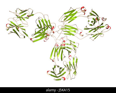 Pembrolizumab Monoclonal Antibody Drug Protein. Immune Checkpoint ...