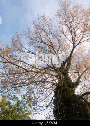 a massive tree point of view bottom taken outside in spring growing towering large in nature gorgeous growing Stock Photo