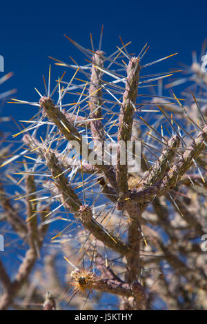 Pencil cholla (Cylindropuntia ramosissima), Joshua Tree National Park, California Stock Photo