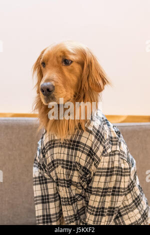 The clothed Golden Retriever Stock Photo