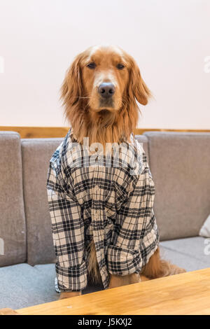 The clothed Golden Retriever Stock Photo