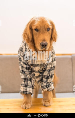 The clothed Golden Retriever Stock Photo