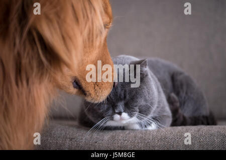 Golden Retriever and British cat Stock Photo