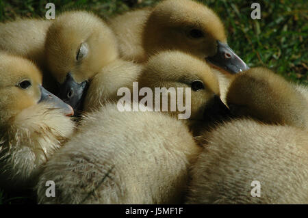 Five little ducks hi-res stock photography and images - Alamy