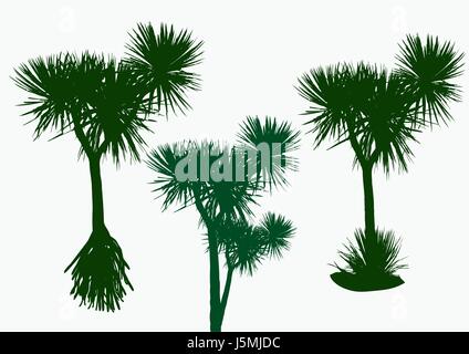 three silhouette pandanus trees on white background Stock Vector