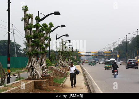 Dhaka 13 may 2017. A row of eye-catching bonsai Ficus (Bot) trees planted along a six kilometer stretch of the road from Zia colony to Shahjalal Inter Stock Photo