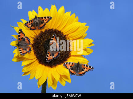 blue flower plant butterfly summer summerly sunflower photo composition moth Stock Photo