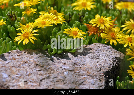 floral patterned rug Stock Photo