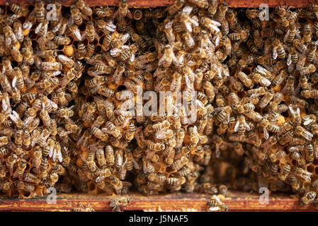 Inside of a hive with a lot of bees Stock Photo