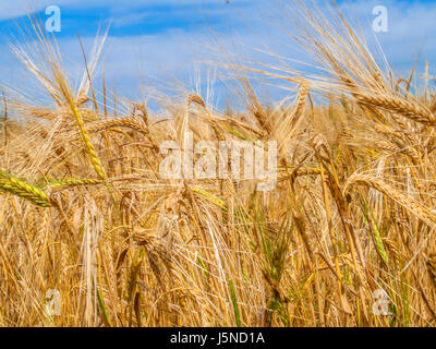 Wheat field on a hot summer sunny day Stock Photo