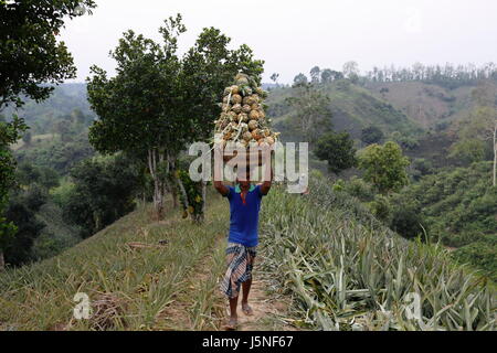 Pineapple harvesting on the hill at Rangamati,Chittagang, Bangladesh. Stock Photo