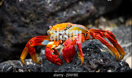 Red crab sitting on the rocks. The Galapagos Islands. Pacific Ocean. Ecuador. Stock Photo