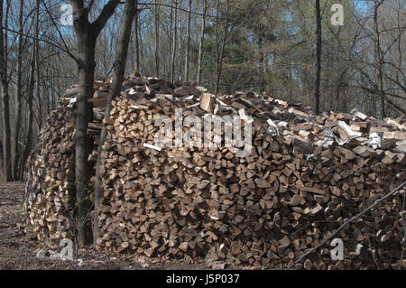 Stack of wood in a forest close up shot Stock Photo