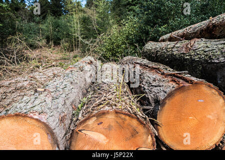 Logs stacked up after tree feeling in Longleat Forest, Wiltshire Stock Photo