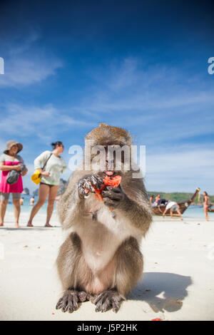 KO PHI PHI, THAILAND, February 1, 2014: Tourists feeding monkeys, top attraction of Phi Phi Islands, Monkey Bay (Ao Ling), Thailand Stock Photo