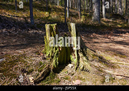 decayed tree stump in forest, Finland Stock Photo